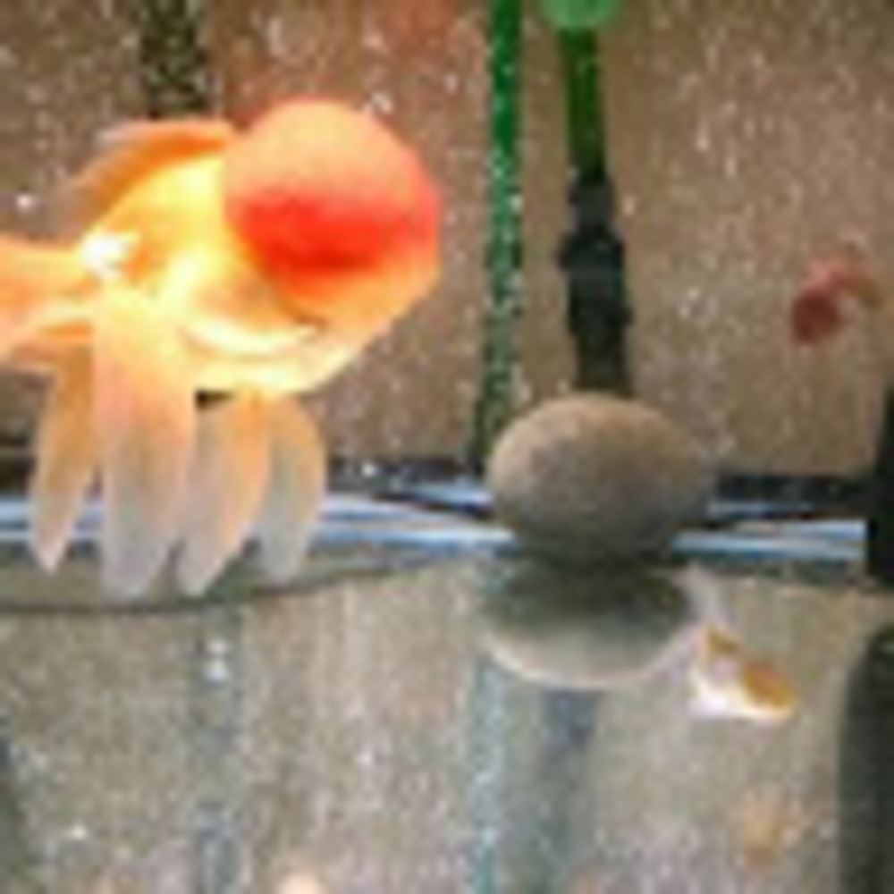 Meet your Posher, Kait